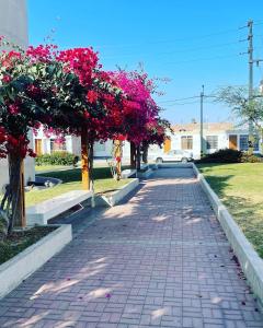 a brick walkway with bougainville bushes with pink flowers at Acogedora casa en ica in Ica