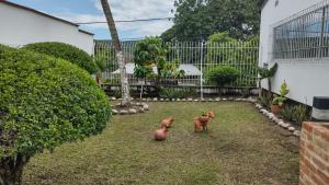 Casaquinta Melgar في ميلغار: ثلاثة كلابٍ جالسة في ساحة المنزل