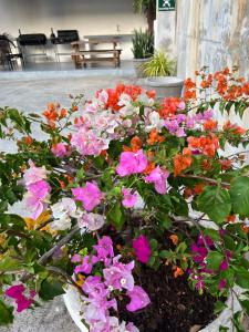 a bunch of colorful flowers in a pot at Kanasuk Self catering Apartments in Baie Lazare Mahé