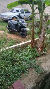 エル・ザイノにあるSierra Tayrona hostelのヤシの木の横に停まったモータースクーター