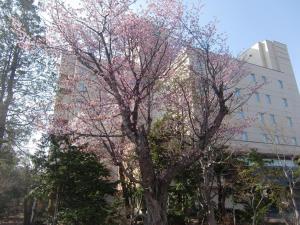 Gallery image of hotel miura kaen in Takikawa