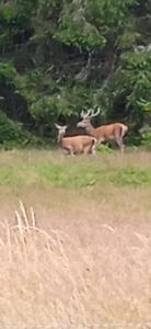 two gazelles grazing in a field of grass at Au Domaine de PY in Le Valtin