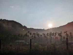 een hek met palmbomen in een veld met zonsondergang bij 日月潭-讀好民宿 Read Nice House B&B in Yuchi