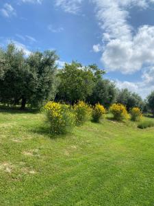 Zahrada ubytování Olea b&b