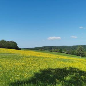 un campo lleno de flores amarillas en un campo en Wandern, Reiten und die Seele baumeln lassen, en Dickschied