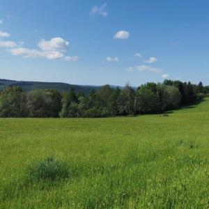 a field of green grass with trees in the background at Wandern, Reiten und die Seele baumeln lassen in Dickschied