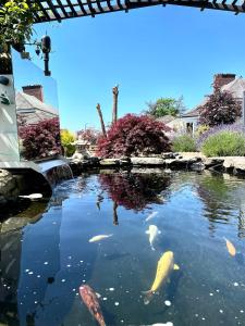 a pond in a yard with fish in it at Bojangles Guest House in Gretna Green