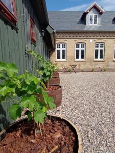 een huis met twee potplanten naast een gebouw bij Apartment in Danmark -Petersminde Exclusive Apartments in Otterup