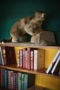 a rat sitting on top of a book shelf at Hotel Drei Berge in Mürren