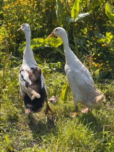 Fotografie z fotogalerie ubytování Foxglove eco lodge v destinaci Llanelli