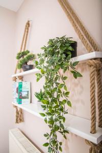 a plant on white shelves in a room at Diamond Palace in Gythio