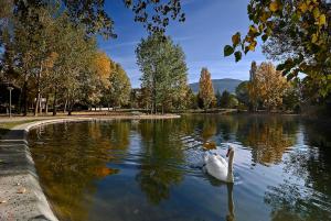 dos cisnes nadando en un estanque en un parque en Apartamento con Wifi en Ossèja en Osséja