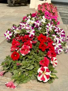 Giardino di YULOKO GUEST HOUSE
