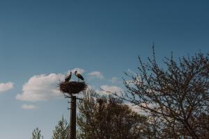 two birds sitting in a nest on top of a pole at Jurty z widokiem, prywatna balia- DZIKOLAS GLAMPING in Krasnobród