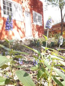 a garden with purple flowers in front of a house at El Bosquecito, Casita rodeada de bosque in San Esteban