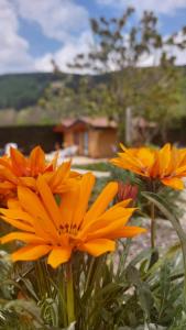 Dos flores naranjas en un jardín con una casa al fondo en B&B Stella Alpina, en Fontanelle