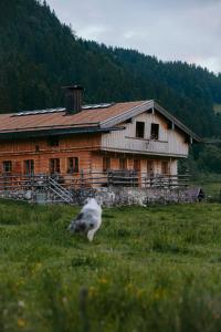 a building in a field with a dog in front of it at Hasenalm in Schliersee