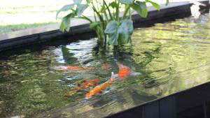 um grupo de papagaios em um lago com uma planta em Ecolux Boutique Hotel em Komatipoort