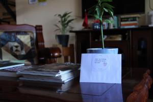 a plant in a pot on a table with books at Cozy big apartment with balcony in Tirana