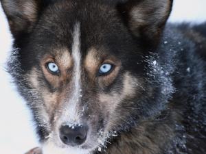 Domácí mazlíčci ubytovaní s hosty v ubytování Engholm Husky Design Lodge