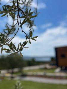 a close up of a tree branch with leaves at Zu Tiny House Hotel & Restaurant in Urla