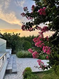烏爾齊尼的住宿－Robi Apartments，享有花园的粉红色花卉美景