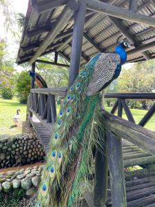 un paon avec sa queue sur une clôture dans l'établissement Lake House Resort Country Club & Spa, à Santander de Quilichao