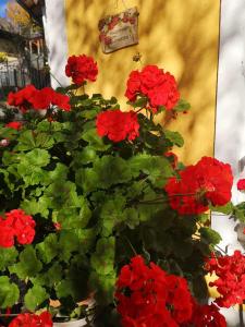Ein Haufen roter Blumen in einem Topf neben einer Wand in der Unterkunft Appartement Kirchleiten in Henndorf am Wallersee