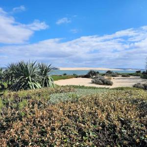 ein Feld mit Pflanzen und dem Ozean im Hintergrund in der Unterkunft Appartement terrasse, quartier très prisé in Lège-Cap-Ferret