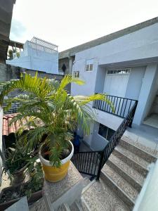 a plant in a pot in front of a building at Hostal Casa Jardin Cartagena in Cartagena de Indias