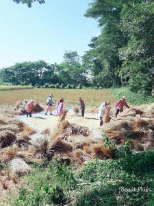 a group of people working in a field at บ้านอังกาบ Aungkab homestay in Ban Muang Len