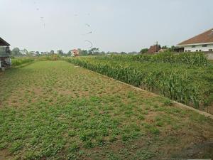 un champ de maïs dans un champ avec des maisons dans l'établissement Hexa Jongkangan, à Bugisan