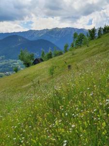 a field of grass with flowers on a hill at Chalet Betleem in Măgura