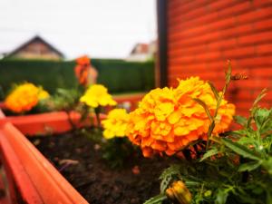 Banda żółtych kwiatów w ogrodzie w obiekcie SLEEP & GO w mieście Surčin