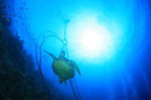 a jellyfish in the ocean with the sun in the background at TuloMir #C 뚤로미르 행복한 2인실 in Moalboal