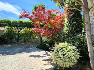 Fotografie z fotogalerie ubytování Anita Apartments v Trogiru