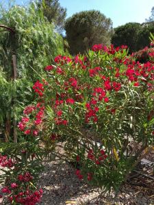 un arbusto de flores rojas en un jardín en Maxima Sunset en Sainte-Maxime