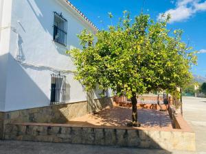 un arbre devant un bâtiment blanc dans l'établissement Casa Antigua Estacion By Solymar Holiday, à Malaga