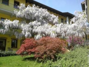 een boom bedekt met witte bloemen voor een gebouw bij Agriturismo Tra Serra E Lago in Roppolo