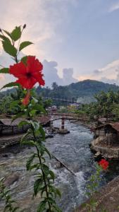 Landskap semula jadi dekat dengan rumah tamu ini
