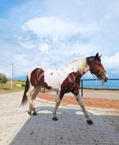 a brown and white horse standing on a brick road at Kodra e Godenve in Vilë-Ballaj