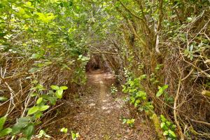 a dirt trail through a forest with trees at Sandpiper Shores in Florence
