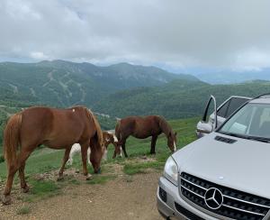 dwa konie pasące się na poboczu drogi obok samochodu w obiekcie Chalet Kolašin w mieście Kolašin