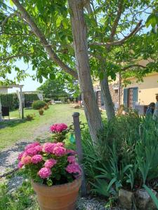 einen Blumengarten mit rosa Blumen und einem Baum in der Unterkunft Agriturismo Il Gelso in Pomaia