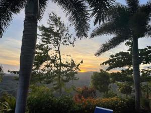a view of a jungle with palm trees and a sunset at Hawk's Nest Bed & Breakfast in La Laguna de San Carlos