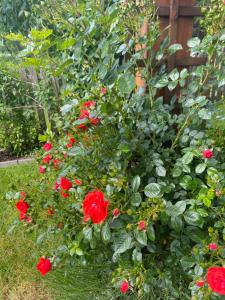 Vonkajšia záhrada v ubytovaní Garten Apartment Diwoky