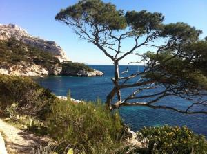 a tree on a hill next to the water at Cabanon aux Goudes Marseille calanques in Marseille