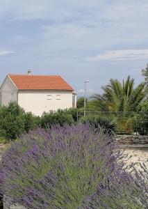 un arbusto de lavanda púrpura frente a una casa en Apartments Diana, en Primošten