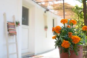 Zahrada ubytování Myrtus Guest House