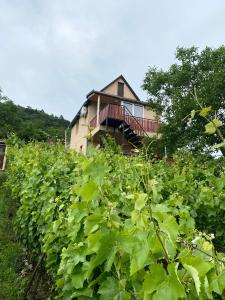 uma casa no meio de um campo de videiras em Fehér Szőlő Vendégház em Sátoraljaújhely